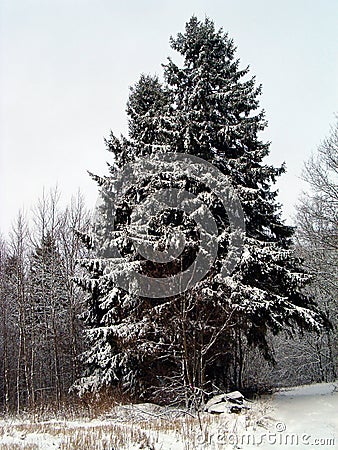 Christmas in forest Stock Photo