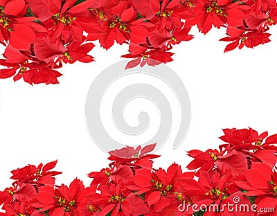 Christmas frame from poinsettias Stock Photo