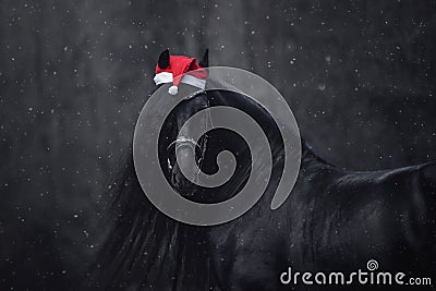 Christmas friesian horse with long mane in red cap in forest during snowfall Stock Photo