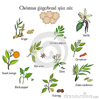 Christmas gingerbread spice mix Vector Illustration