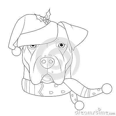 Christmas greeting card for coloring. Argentinian Dogo dog with Santa`s hat and a woolen scarf for winter Vector Illustration