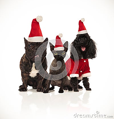 Christmas group of three santa cats and dogs sitting Stock Photo