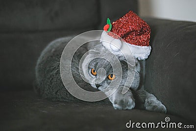 Christmas cat in the christmas hat Stock Photo