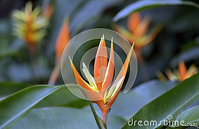 Christmas heliconia over green forest background Stock Photo