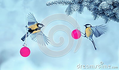 Christmas holiday table card with two birds the Wren flies close glass raspberry balls in Park at winter Stock Photo