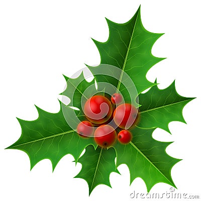 Christmas holly berry on white background Vector Illustration