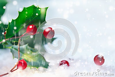Christmas holly in snow Stock Photo