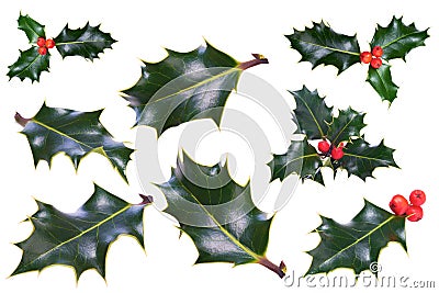 Christmas Holly Stock Photo