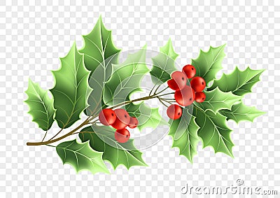 Christmas holly tree branch realistic illustration Vector Illustration