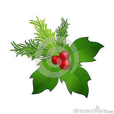 Christmas holly Vector Illustration