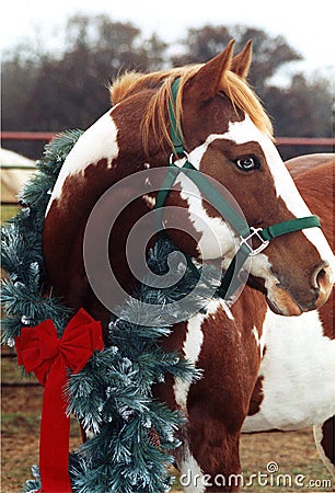 Christmas Horse Stock Photo