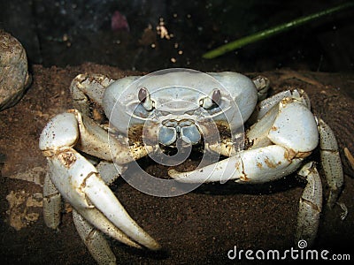 Christmas Island Blue Crab Stock Photo