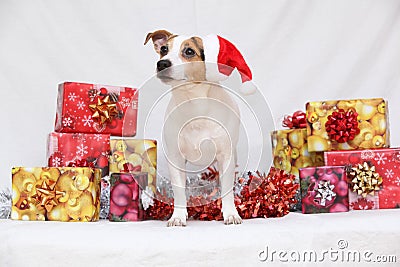 Christmas Jack Russell terrier with gifts Stock Photo
