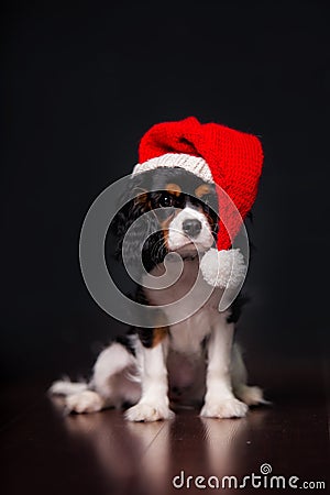 Christmas king charles spaniel Dog with Santa hat Stock Photo