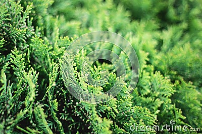 Christmas leaves of Thuja trees background Stock Photo