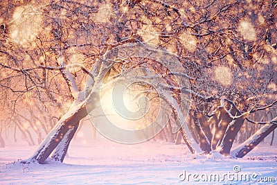 Christmas or New Year background. Colorful lights and snowflakes on frosty trees background. Beautiful winter park on the eve of Stock Photo