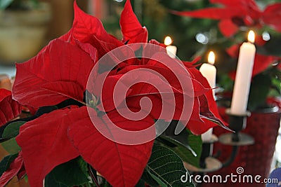 Christmas Ornaments Poinsettia Red Flowers White Candles, Craftsmanship, Light Noel Navidad, Decoration. Holidays Background Stock Photo