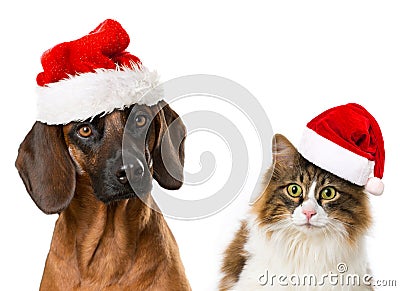 Christmas pets Stock Photo