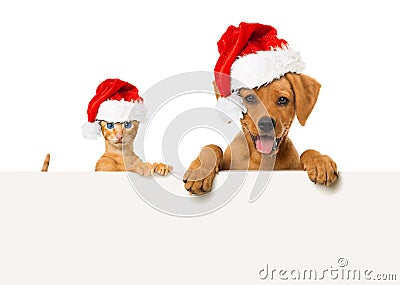 Christmas pets Stock Photo