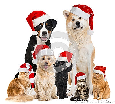 Christmas pets with santa hats Stock Photo