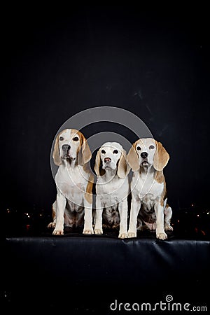 christmas photo of dogs in photo studio with colorful lights. Stock Photo