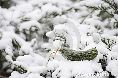 Christmas Pickle Christmas Ornament in the snow. Stock Photo