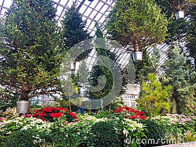 Floating Christmas Trees in Garfield Park Conservatory Stock Photo