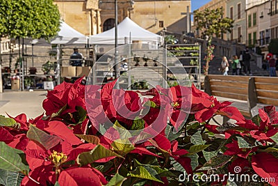 Christmas plants, Euphorbia pulcherrima decorating the streets Stock Photo