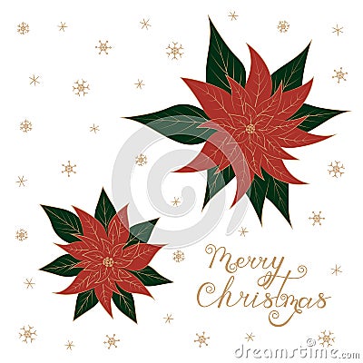 Christmas poinsettia flowers, snowflakes and inscription Merry Christmas. Vector Illustration