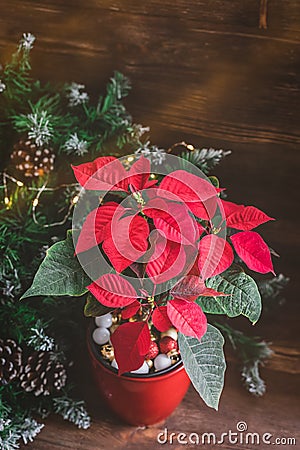 Christmas Poinsettia isolated potted on the vintage rustic background. Toned image. Stock Photo