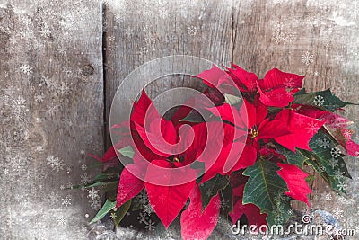 Christmas Poinsettia isolated on the vintage wooden background with snowflakes texture Stock Photo