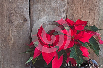 Christmas Poinsettia isolated on the vintage wooden background Stock Photo