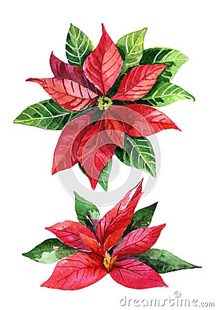 Christmas poinsettia isolated on white background, watercolor flower Stock Photo