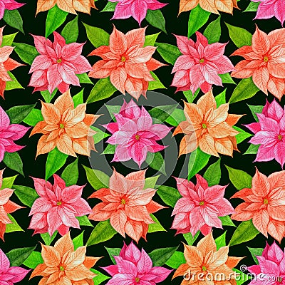 Christmas poinsettia pink flower.Christmas pattern with watercolor pink poinsettia on a black background. Design for wrappers, Stock Photo