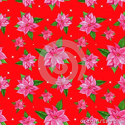 Christmas poinsettia pink flower.Christmas pattern with watercolor pink poinsettia on a red background. Design for wrappers, Stock Photo