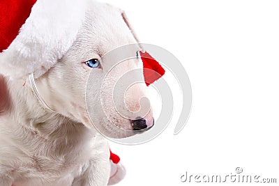 Christmas portrait bullterrier puppy Stock Photo