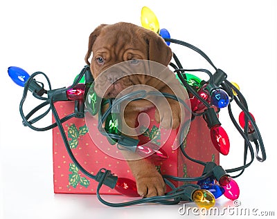 Christmas puppy Stock Photo