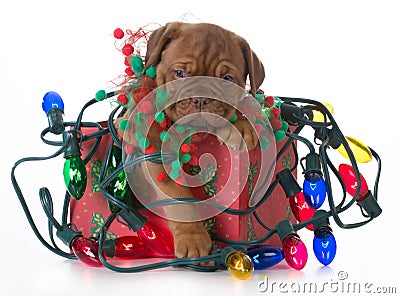 Christmas puppy Stock Photo