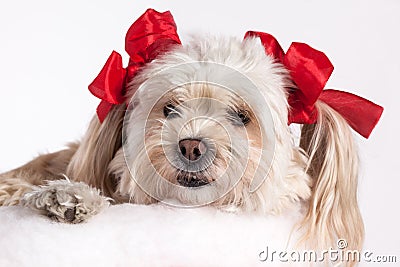 Christmas Puppy Girl Stock Photo