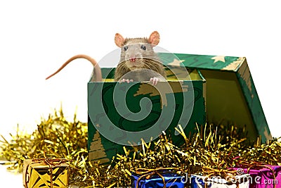 Christmas rat Stock Photo