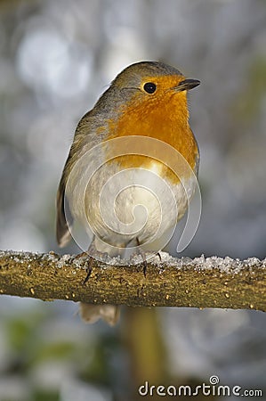 Christmas robin sat on snowy perch Stock Photo