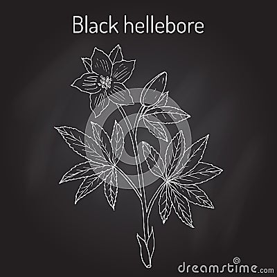 Christmas rose, or black hellebore, evergreen flowering plant Vector Illustration