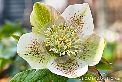 Helleborus orientalis bloom in garden, spring season nature in detail Stock Photo