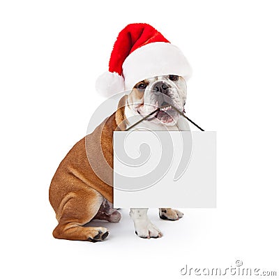 Christmas Santa Bulldog Holding Blank Sign Stock Photo