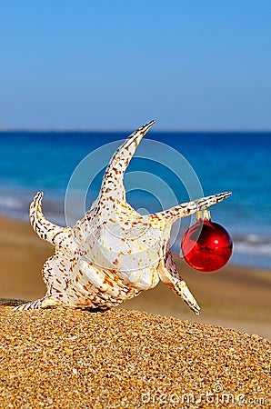 Christmas seashell on the sandy beach Stock Photo