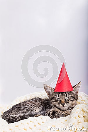 Christmas small grey kitten sleeps Stock Photo