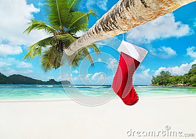 Christmas sock on palm tree at tropical ocean beach Stock Photo