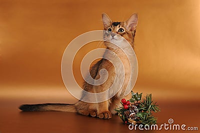 Christmas somali kitten Stock Photo