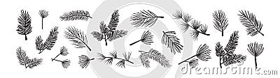 Christmas spruse and pine, xmas fir branch vector icon, evergreen tree, cedar twig, winter plant, New Year wood, holiday Cartoon Illustration