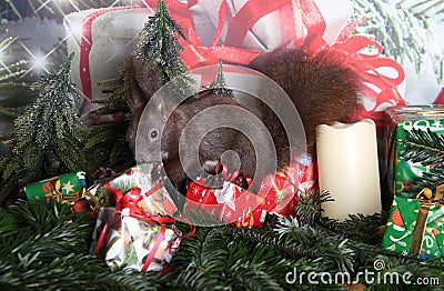 Christmas squirrel Stock Photo